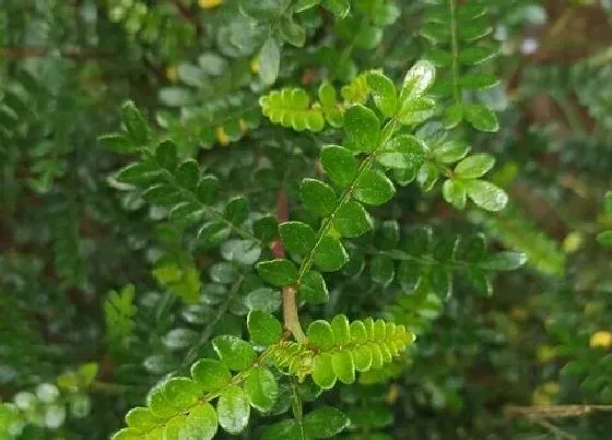 树之最|驱蚊树有哪些