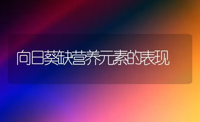 向日葵缺营养元素的表现 | 粮油作物种植