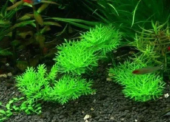 植物种类|藻类是植物吗 属于原生物界物种