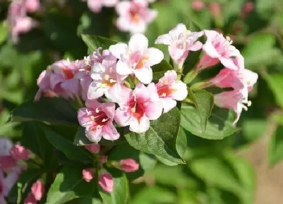 开花时间|锦带花什么时候开花 花期在几月份