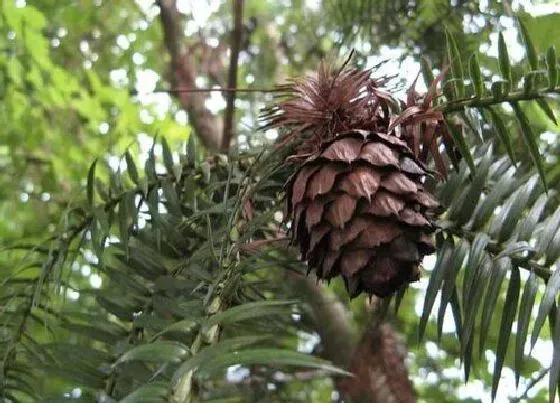 果实成熟|松子几月份成熟采摘 成熟季节什么时候