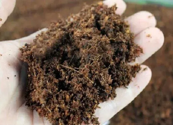 种植土壤|椰土可以种多肉吗