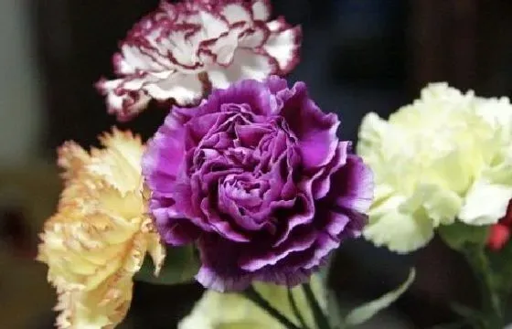 开花时间|康乃馨多长时间开花 养多久开花一次