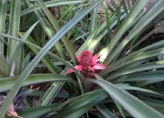 颜色花|菠萝的花是什么颜色