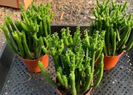 植物修剪|玉树什么时候剪枝合适