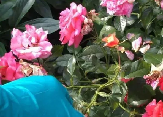 植物修剪|盆栽玫瑰花怎么修剪方法