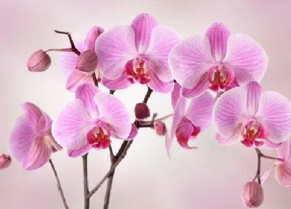 养殖方法|兰花怎么养才能更旺盛
