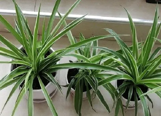 摆放常识|夫妻房适合放什么植物