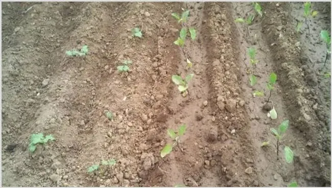 露地茄子种植技术 | 农业技术