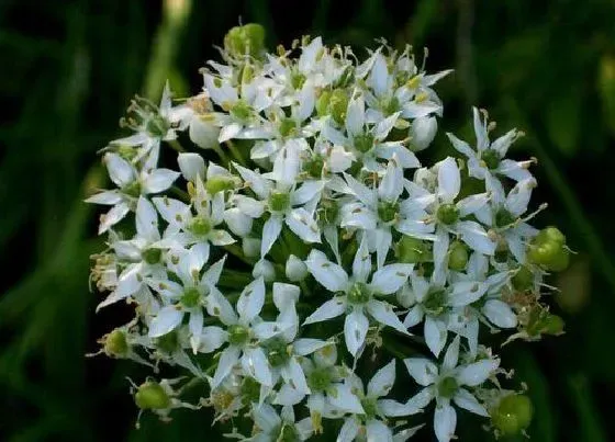 开花时间|韭菜花什么时候开花 什么季节开花