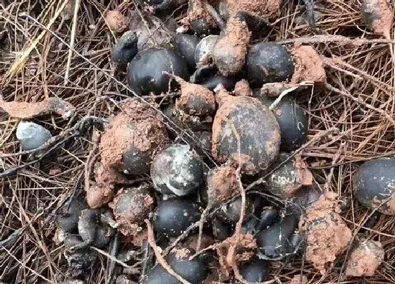 种植百科|乌灵参什么时候挖最好