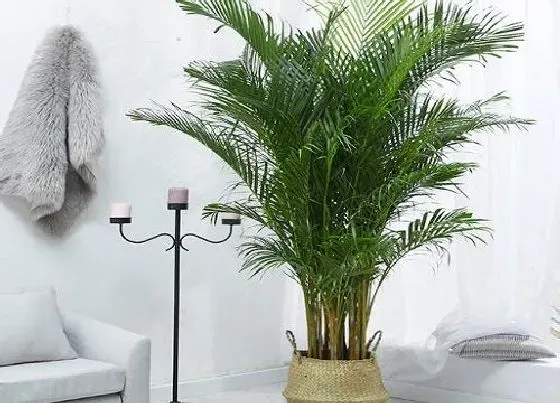 植物繁殖|凤尾竹怎么繁殖方法和注意事项
