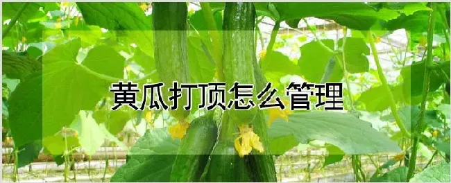 黄瓜打顶怎么管理 | 农业科普