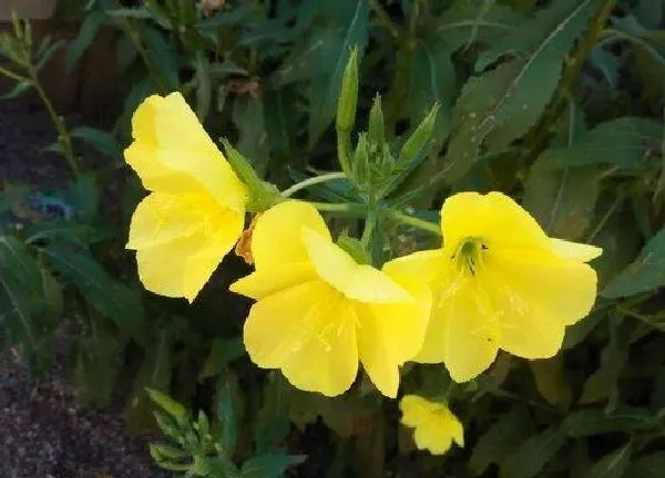 养殖科普|夜来香喜阴还是喜阳光的植物