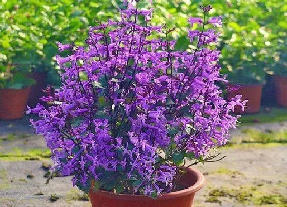 花卉百科|代表等待的花