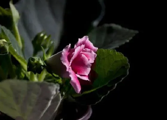 植物毒性|大岩桐有毒吗 可以放在室内养吗