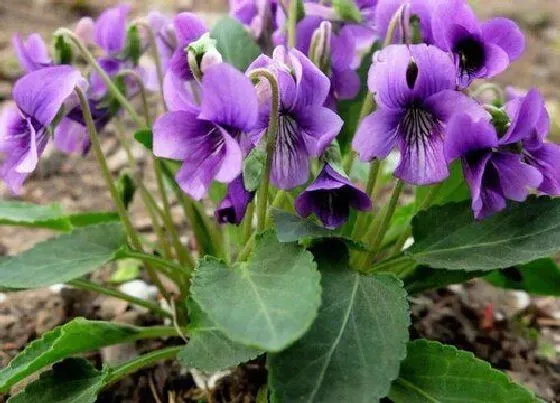 开花时间|紫花地丁什么时候开花 开花时间与季节