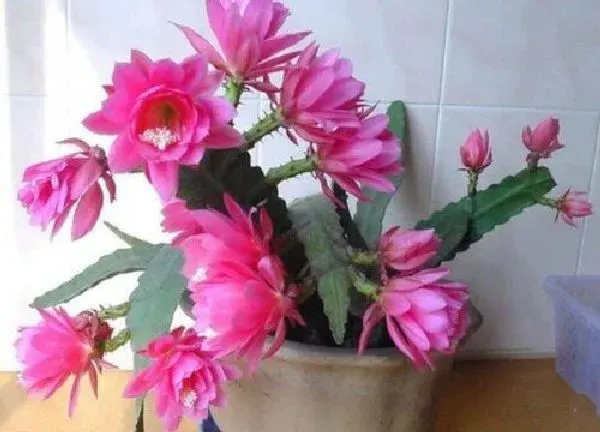 植物浇水|令箭荷花开花时能浇水吗