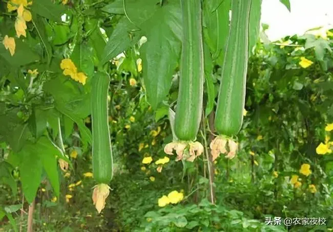 种植管理|丝瓜光开花不结果叶子多什么原因，要怎样整理才会结果）