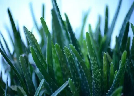 植物百科|芦荟能不能晒太阳