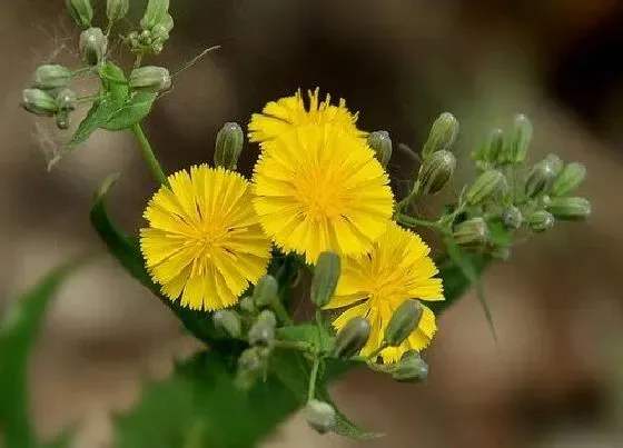 开花时间|苦菜花什么时候开花