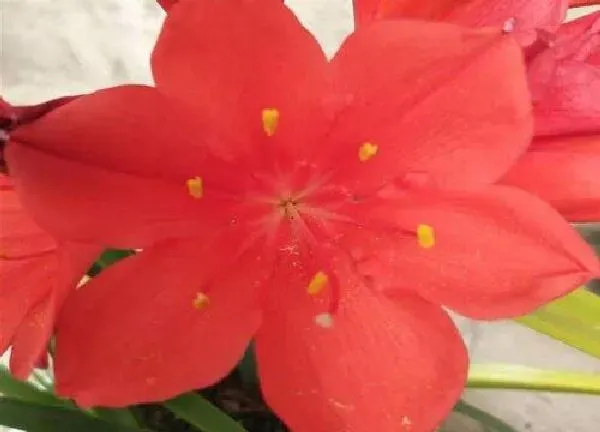 养殖方法|紫根兰怎么养才能开花