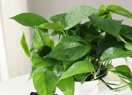植物种类|绿萝是被子植物吗