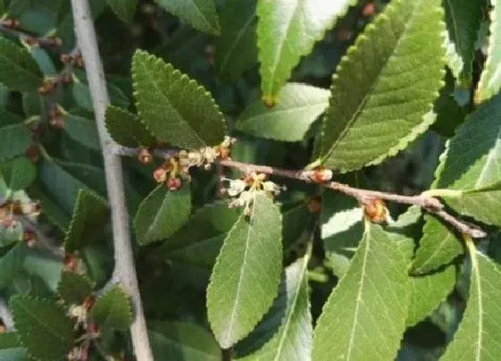 冬天植物|榔榆树耐寒吗