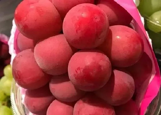 植物百科|葡萄的甜度排名 甜度最高的葡萄品种排名榜（图片）