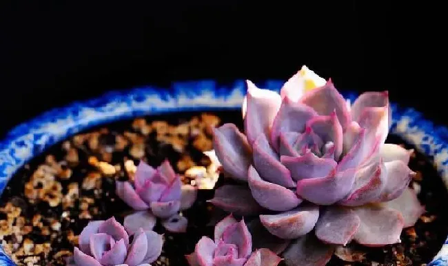 植物浇水|多肉为什么不能浇太多水（多肉植物如果浇水浇多了会怎样）