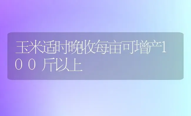 玉米适时晚收每亩可增产100斤以上 | 粮油作物种植