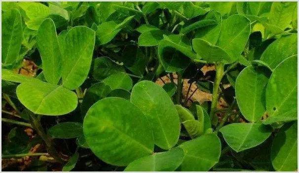 花生苗可以移栽吗 | 种植技术