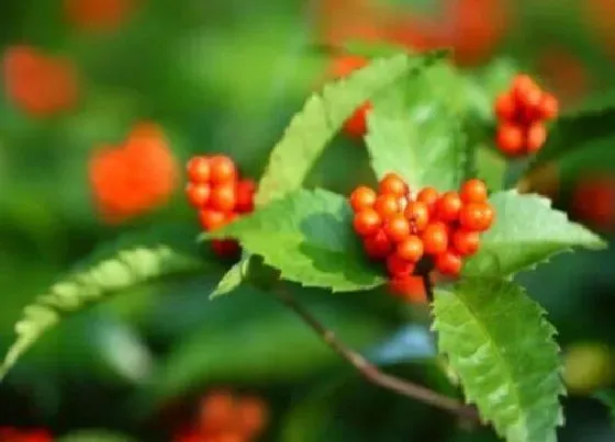 功效常识|草珊瑚的功效与作用