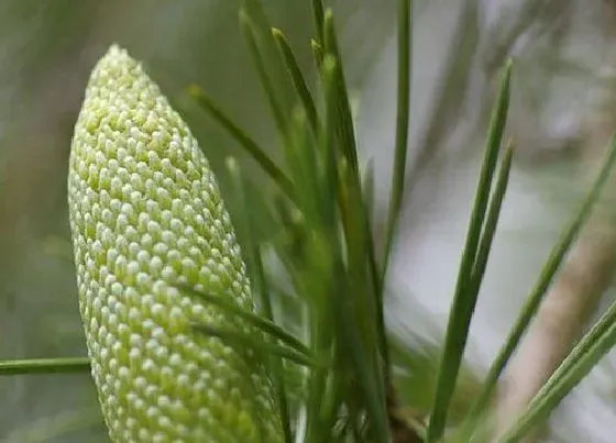 植物百科|裸子植物有花吗（常见裸子植物有真正的花和果实吗）