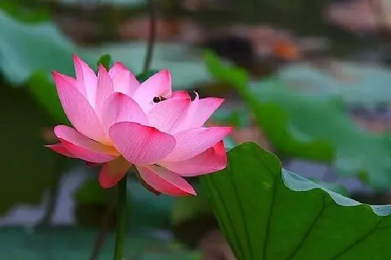 果实科普|荷花几月开花结果 什么时候开花结果