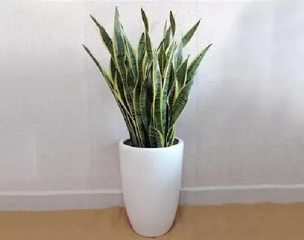 植物浇水|虎皮兰浇水的正确方法 浇水注意事项