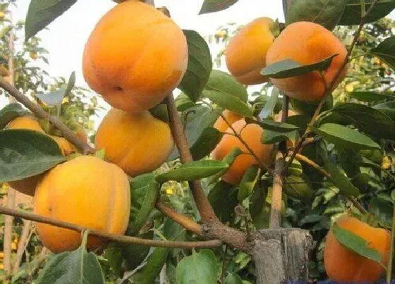 种植管理|日本甜柿几年结果实