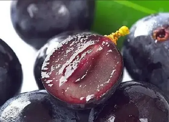 植物百科|葡萄的甜度排名 甜度最高的葡萄品种排名榜（图片）