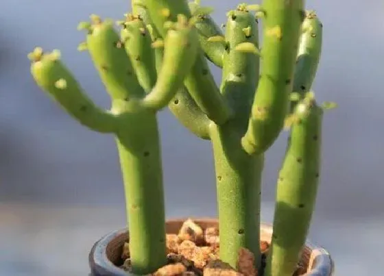 植物修剪|玉树什么时候剪枝合适