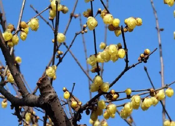 花朵诊疗|腊梅催花时间和方法