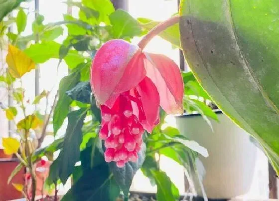 花语|宝莲灯花的寓意和象征（宝莲灯代表的花语和启示是什么）