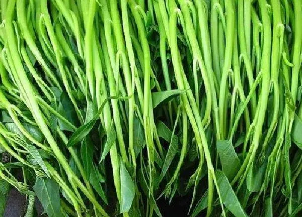 养殖方法|空心菜可以水培吗 水培空心菜的种植方法