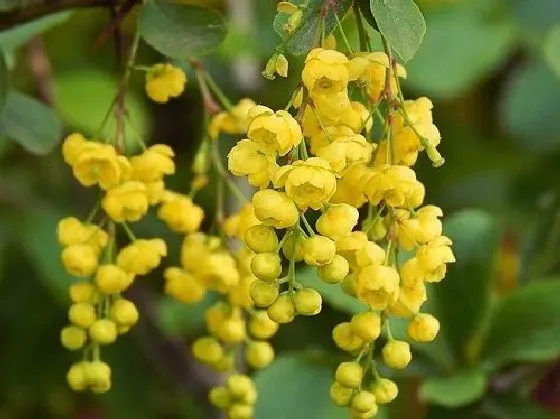 客厅摆放|米兰适合放客厅吗 放客厅什么位置好