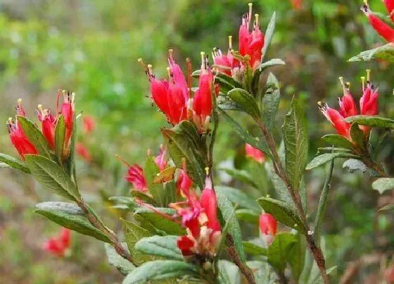 植物种类|野生杜鹃是保护植物吗