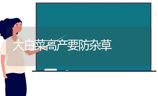 大白菜高产要防杂草 | 蔬菜种植