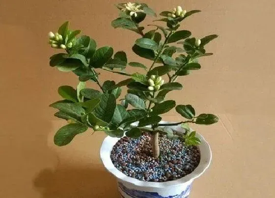 种植土壤|柠檬可以用沙子种吗