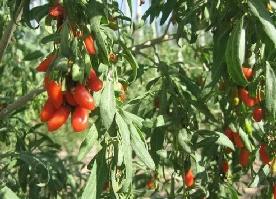 植物百科|枸杞长在什么地方