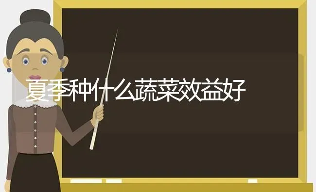 夏季种什么蔬菜效益好 | 蔬菜种植