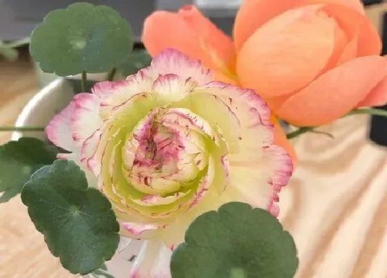 植物排行|发光植物有哪些