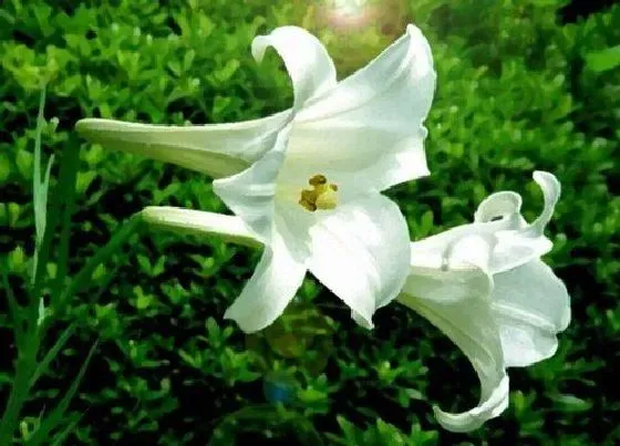 植物毒性|麝香百合开花有毒吗 对人体有害吗